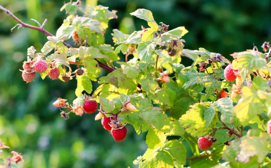 Raspberry fruits on branch