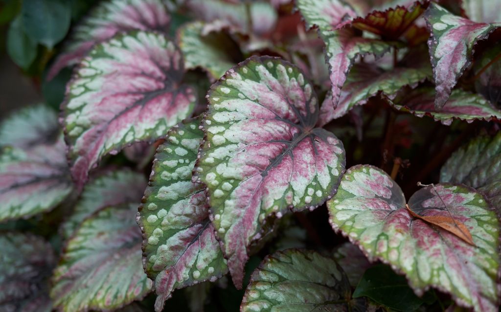 Green Rex Begonia leaves with purple centers