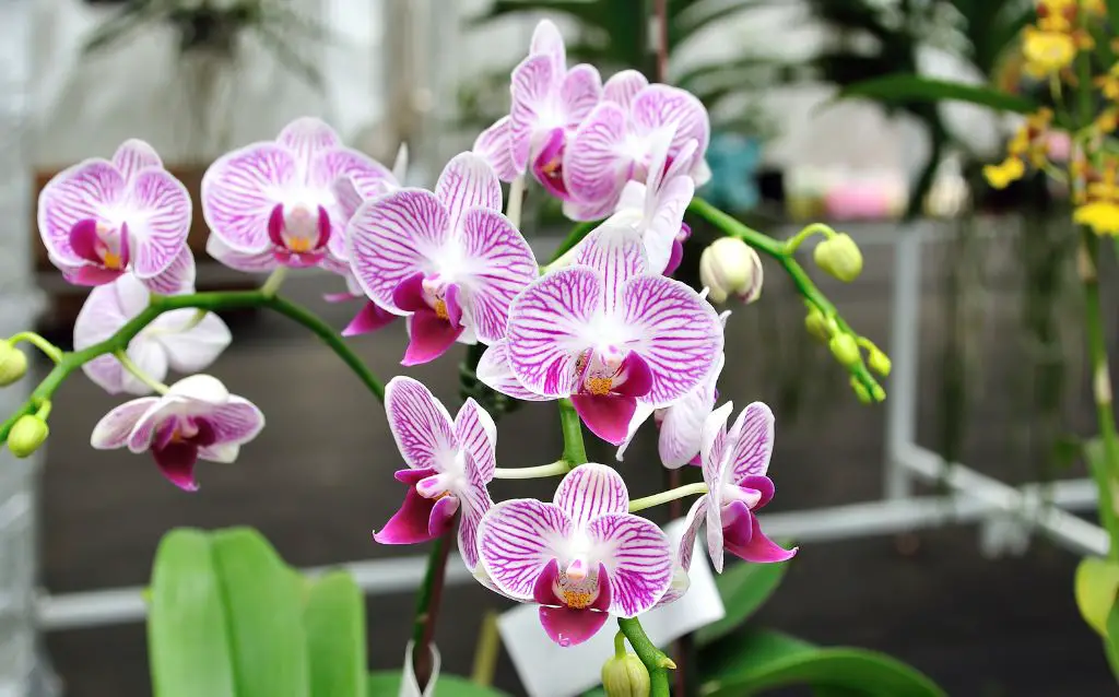 Pink Vietnamese Orchid flowers