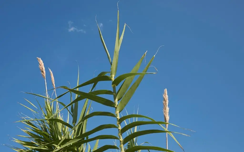 Giant reed against a blue sky