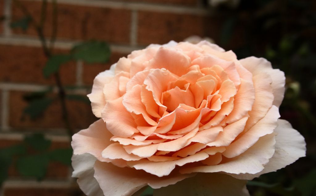 Peach-colored flowers of Just Joey Rose