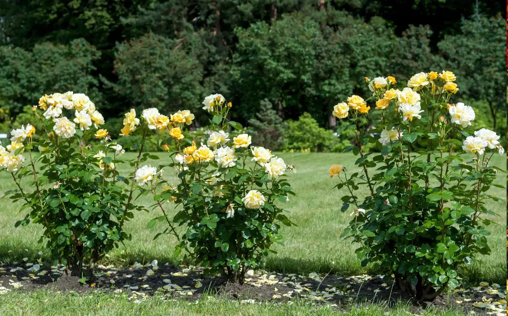 Rose bushes in full sun