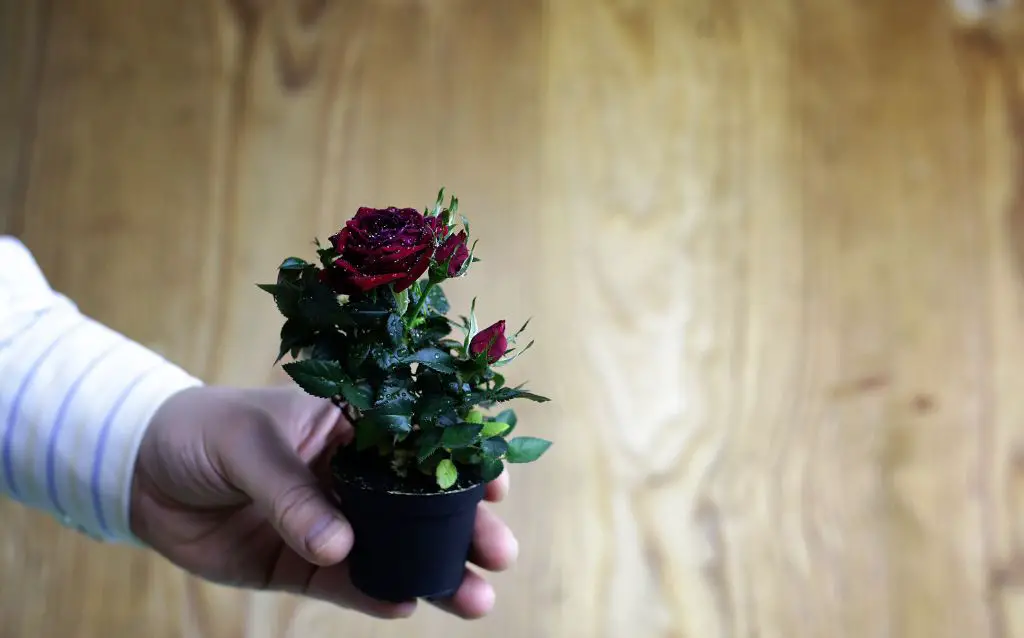 all kinds of roses can grown in pots -red