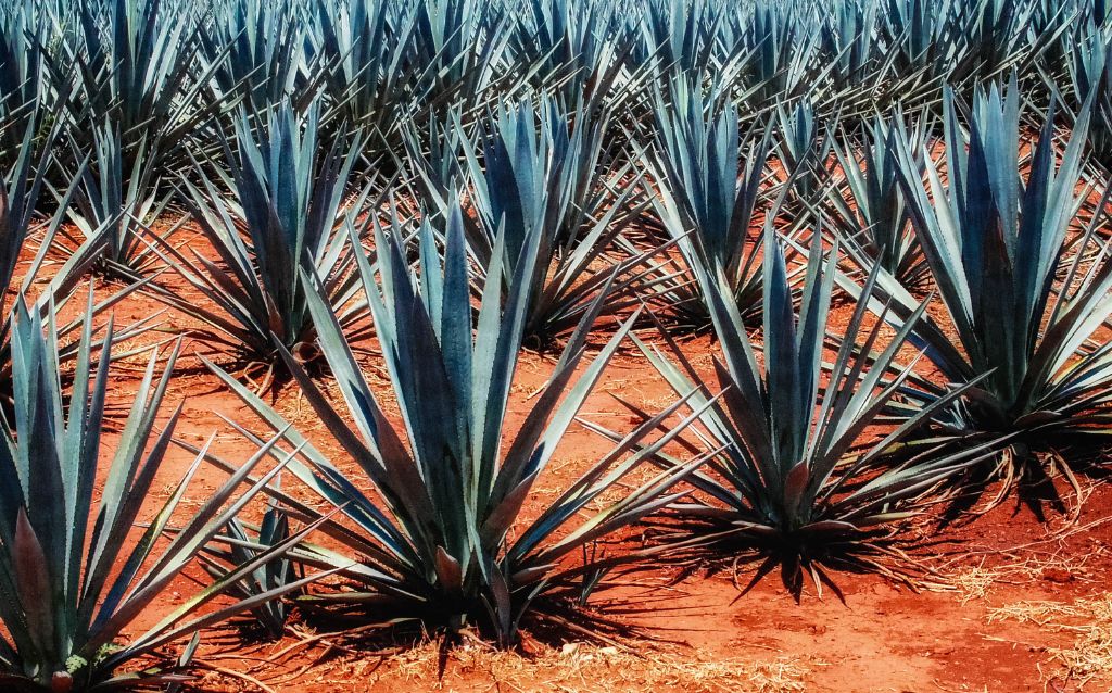 groups of agave growing in the desert