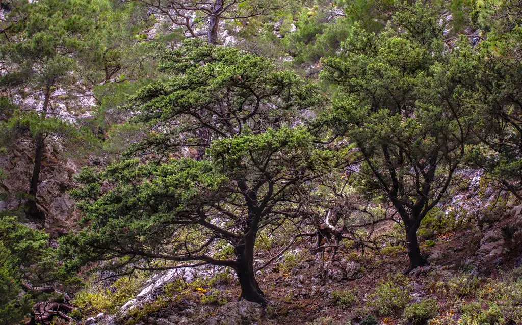 cretan ebony trees on a hillside