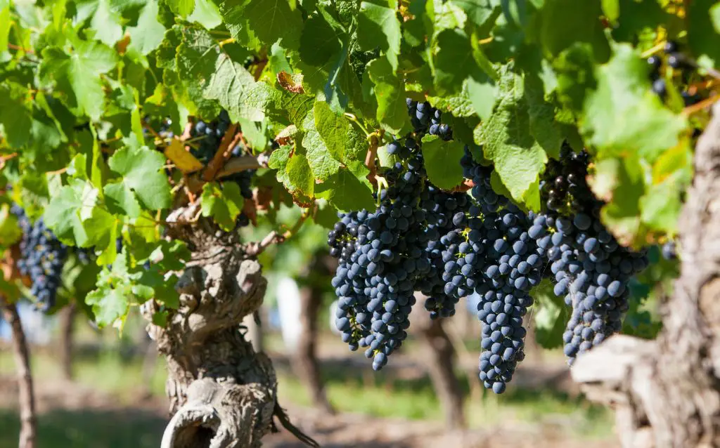 Black grapes on a grapevine