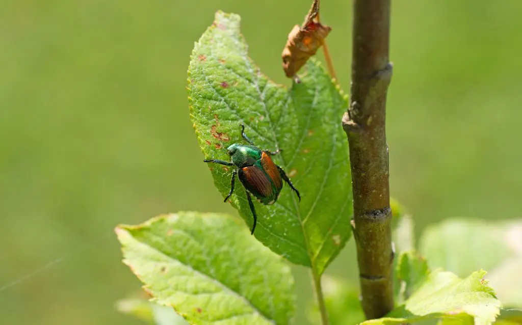 japanese beetle eating a rose leaf