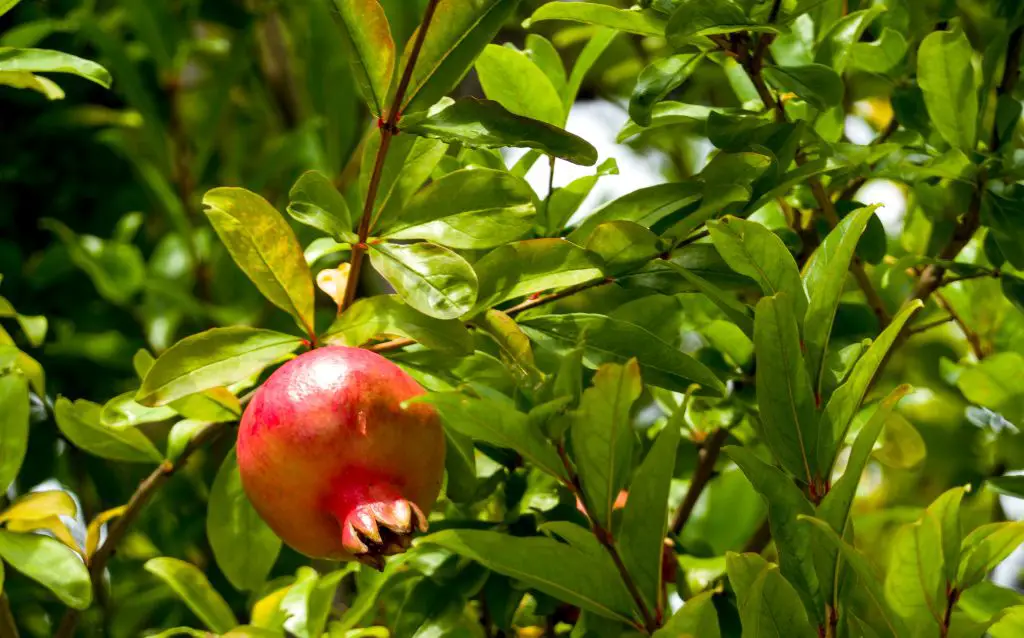 pomegranate hanging from a tree branch