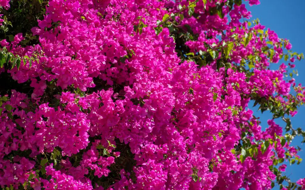 Red Bougainvillea blooms overhanging a wall