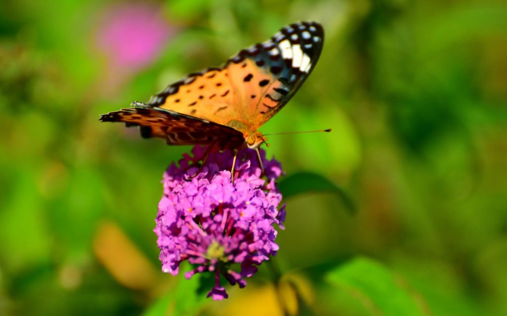 Butterfly feeding on a Butterfly Bush