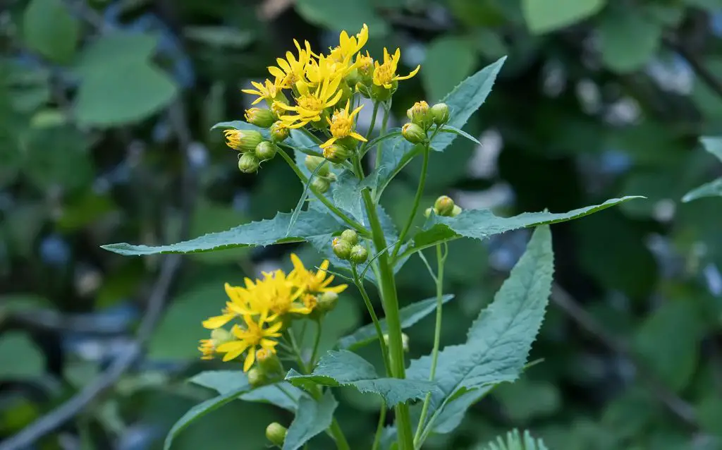 butterweed close up showing yellow flowers and serrated edged leaves