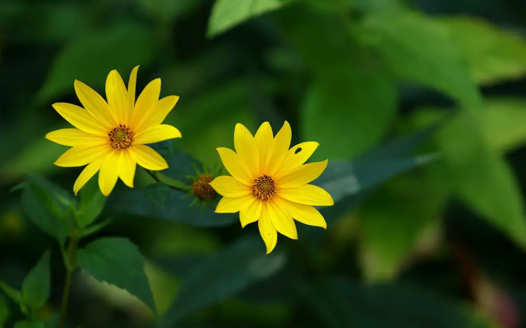 two yellow Butterweed flowers