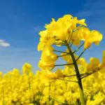 What Kind Of Plant Is Canola?