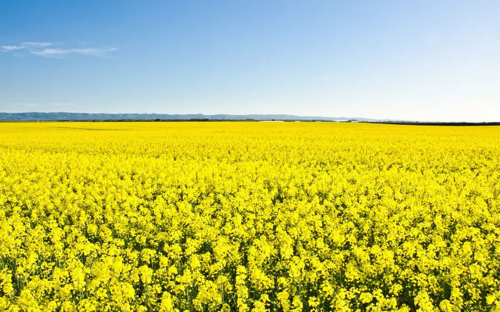 Field of yellow canola flowers