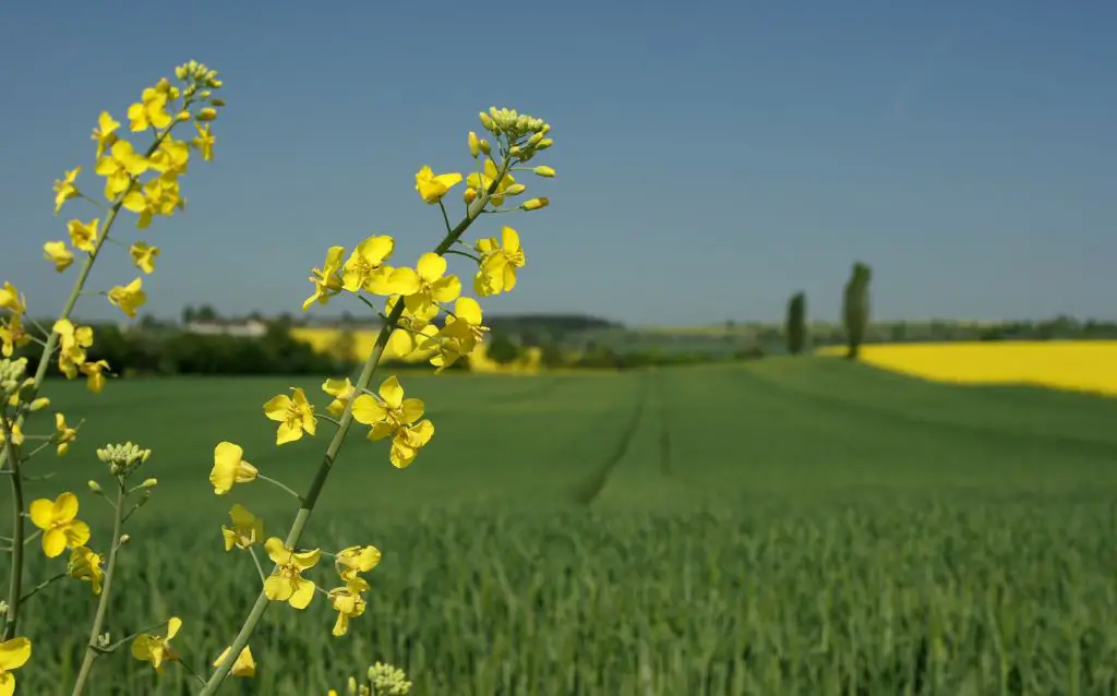 close up of canola flowers with background of young green plants