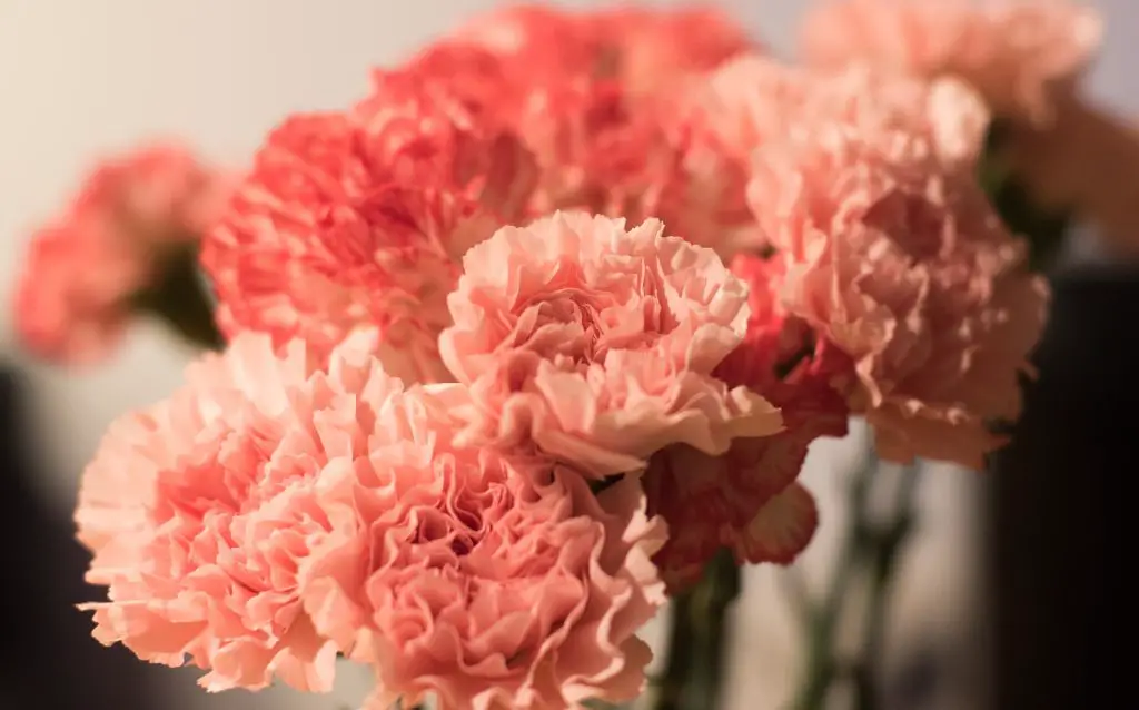 bunch of pink carnations