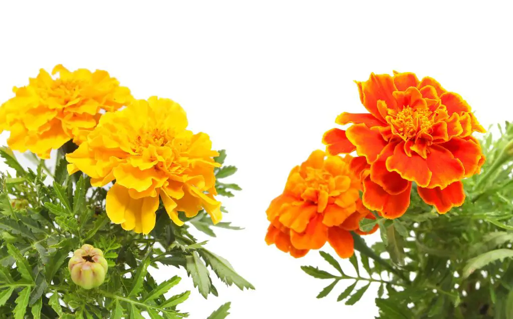 annual and perennia;l examples of chrysanthemums