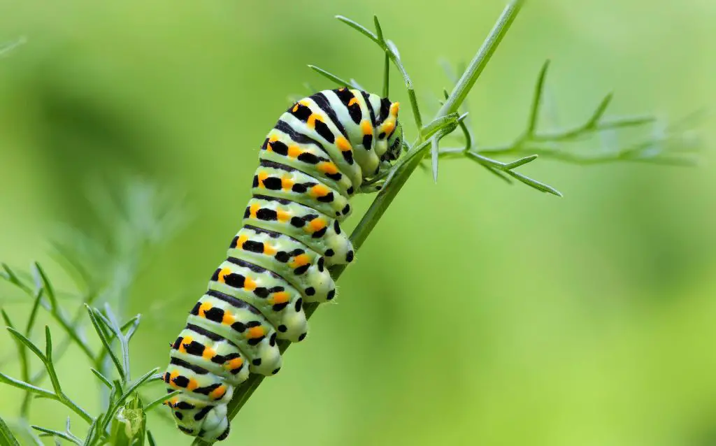 various kinds of caterpillar eat feather grass