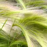 feather grass - featured image