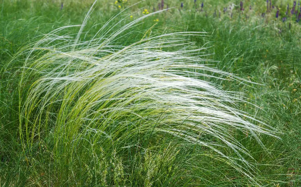 field of feather grass