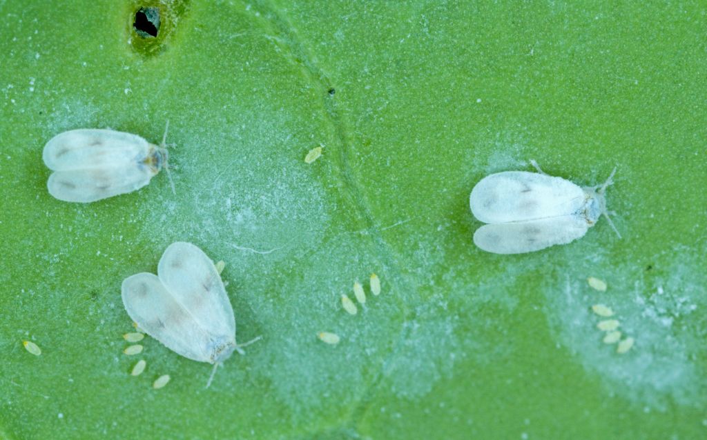 whitefly pest on leaf with larvae