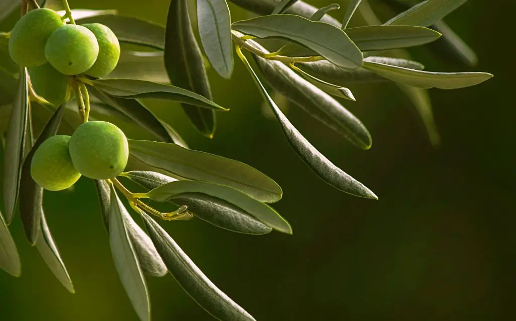 Greek olives on a branch