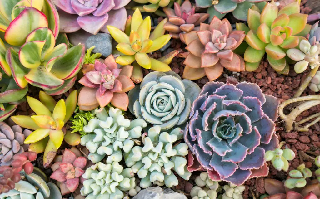 sempervum succulent cluster with many colors