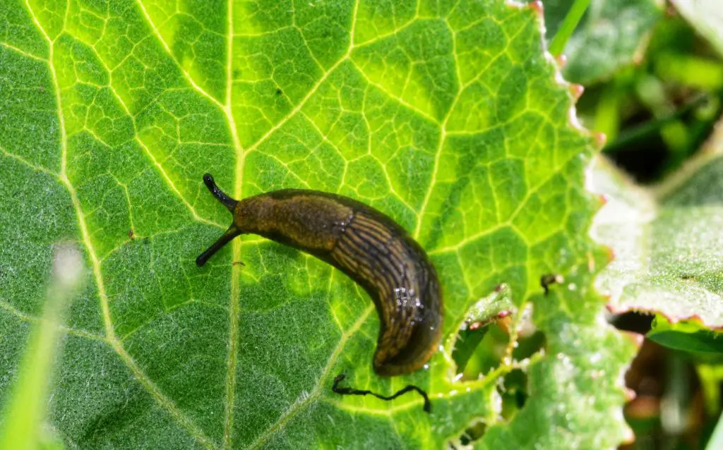 slug eating a sandwort leaf