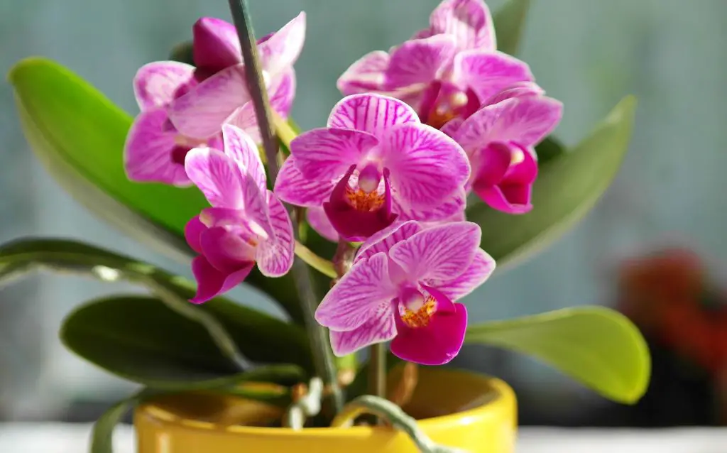 pink butterfly orchids indoor in pot