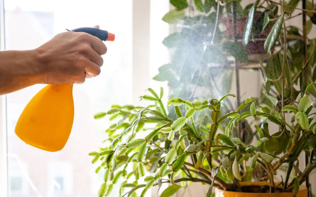 spraying plants with water raises the ambient humidity