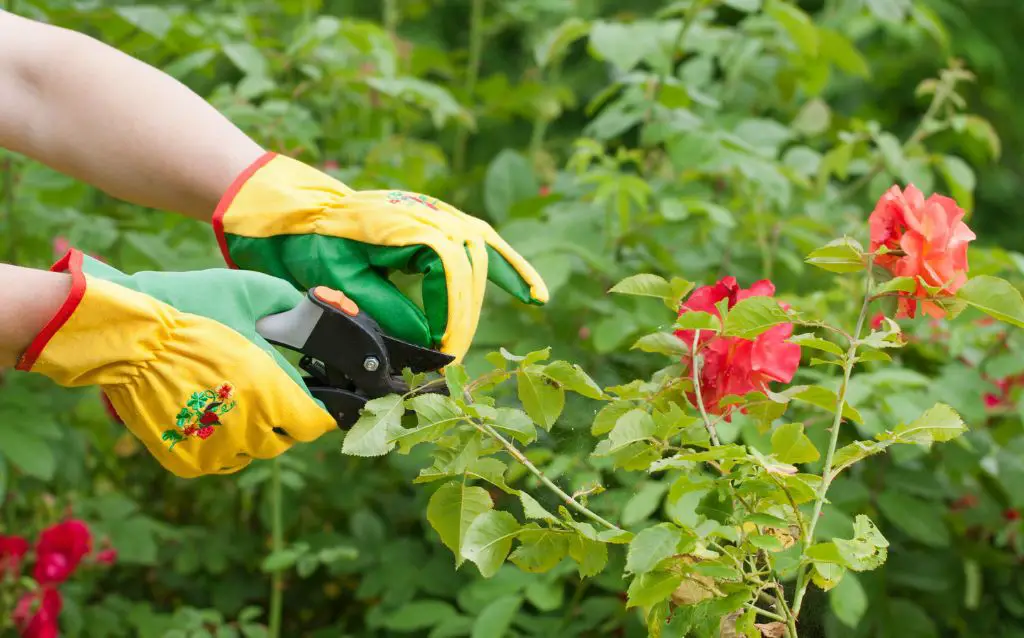hand-pruning red roses with secateurs