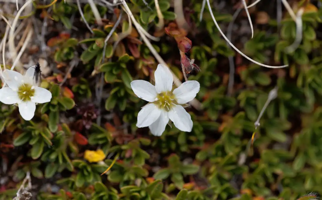 two perennial white sandwort flowers