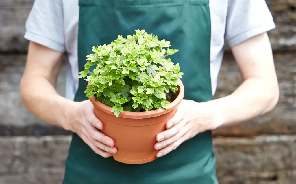 sandwort clump in pot held by lady