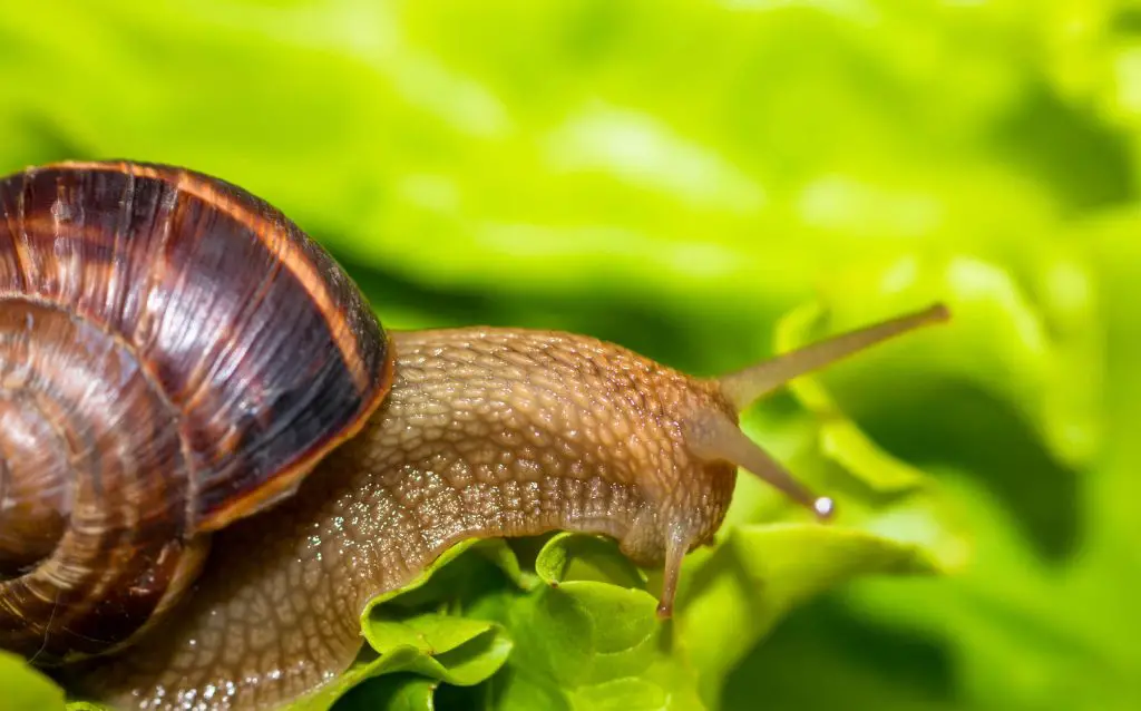 snail eating Mandrake leaf