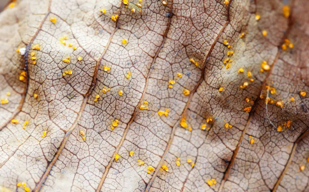 leaf fungus close-up