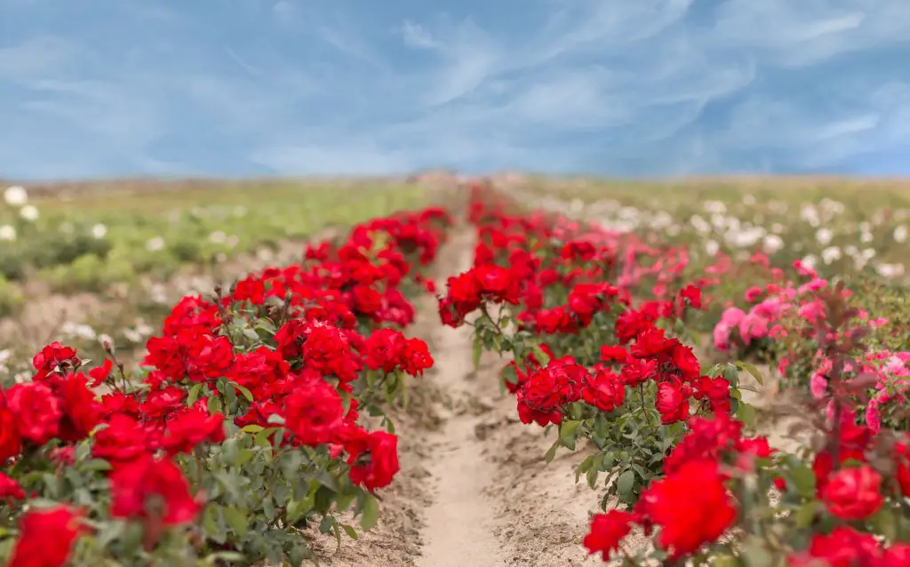 field of red, white and pink roses