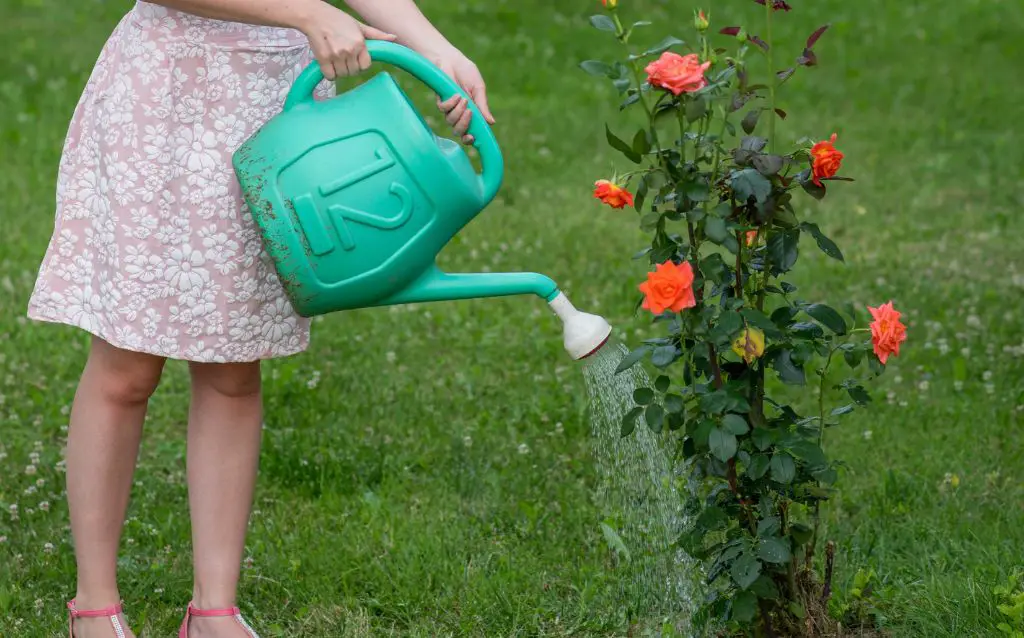 woman watering rose bush with watering can