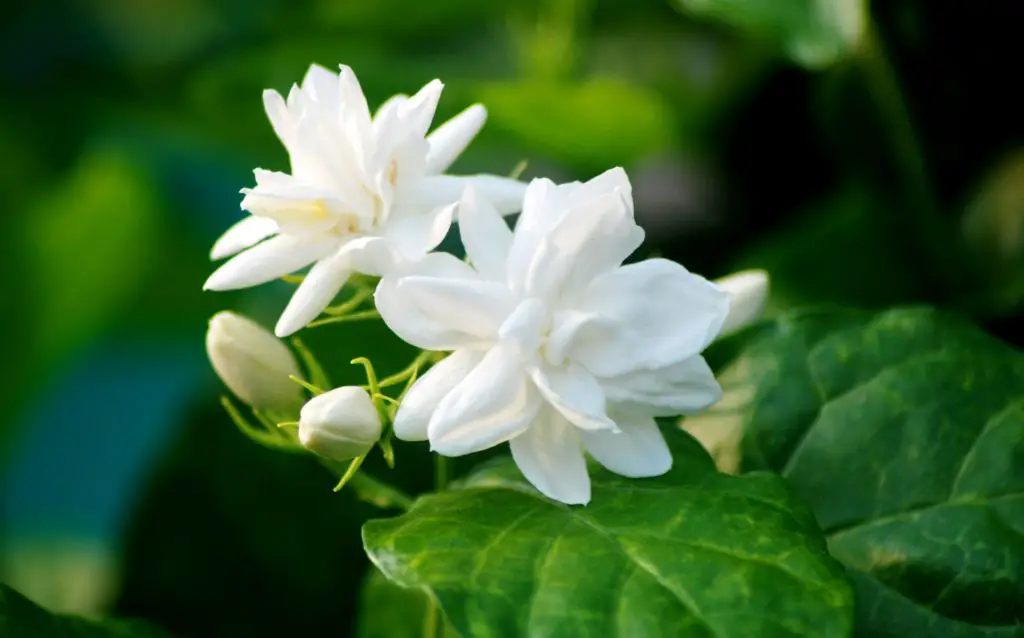 white Jasmine flowers close-up