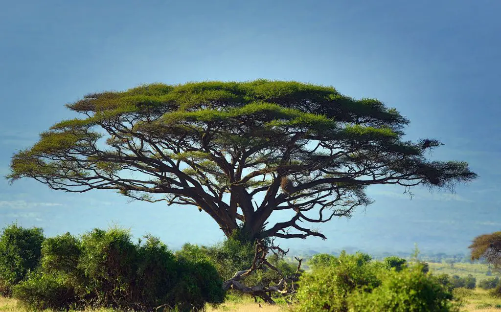 single spreading acacia tree surrounded by bushes