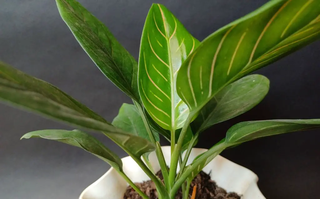 Aglaonema marantifolium in pot indoors