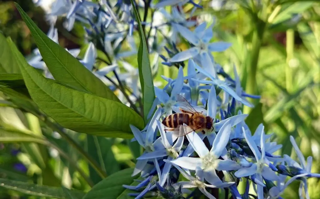 bee feeding on blues Amsonia flowers