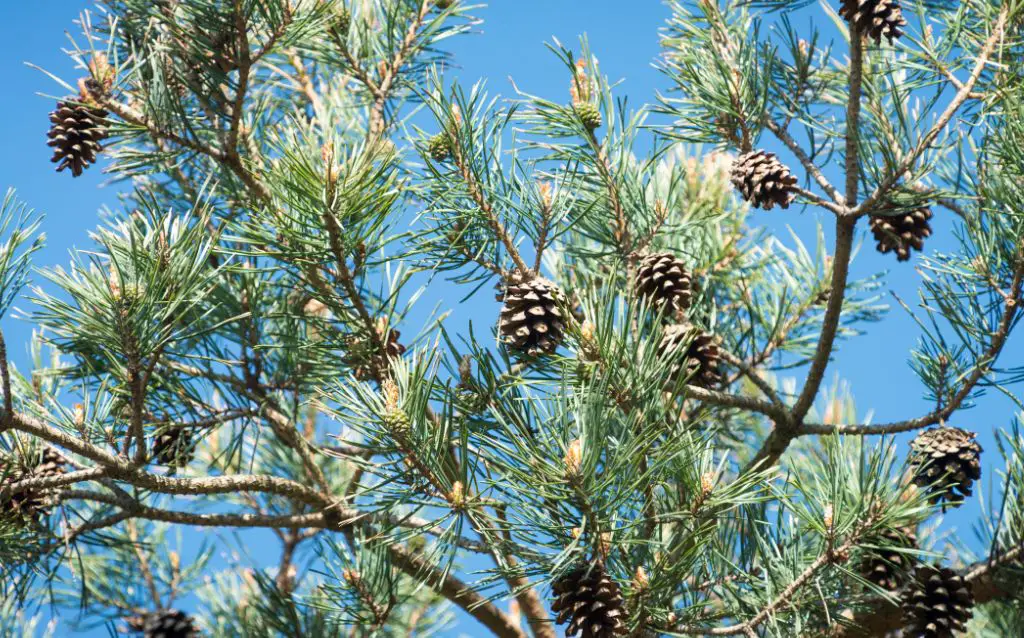 Kauri Pine branches with pine cones