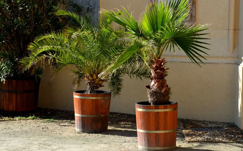 2 kentia palms in wooden containers