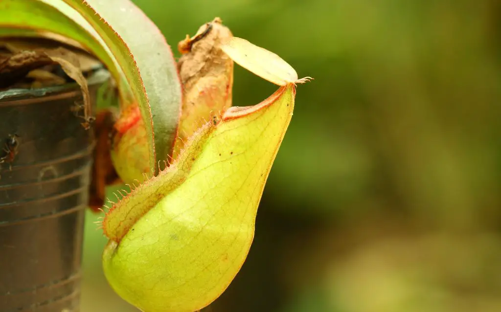 carnivorous pitcher plant growing in container