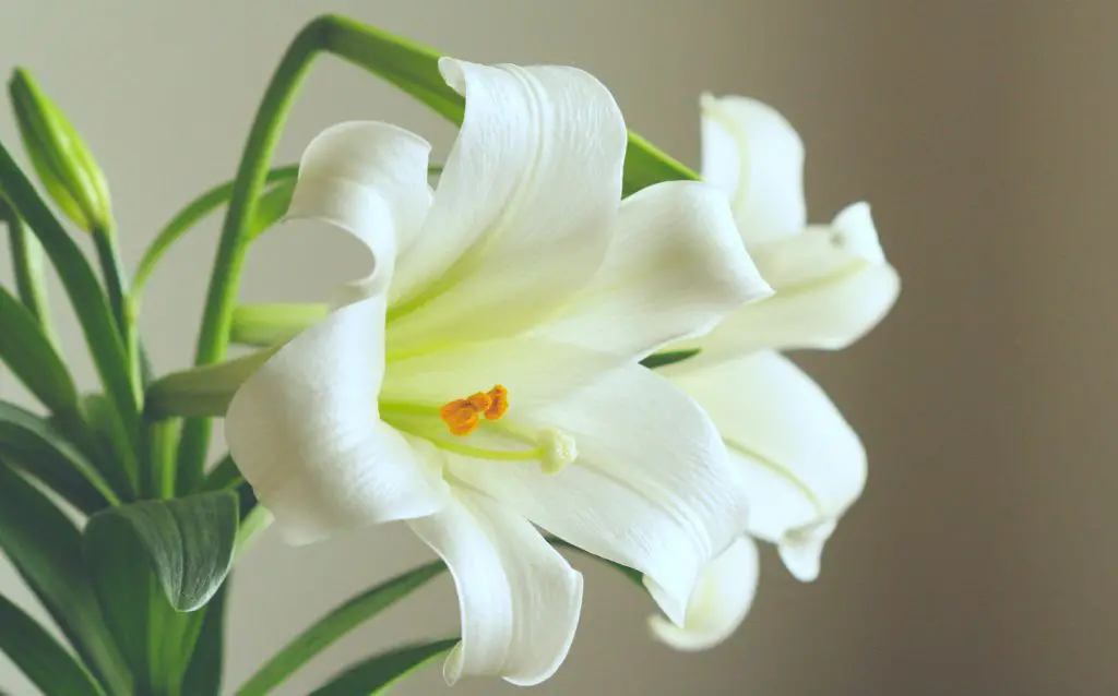 close up of white peace lily flower