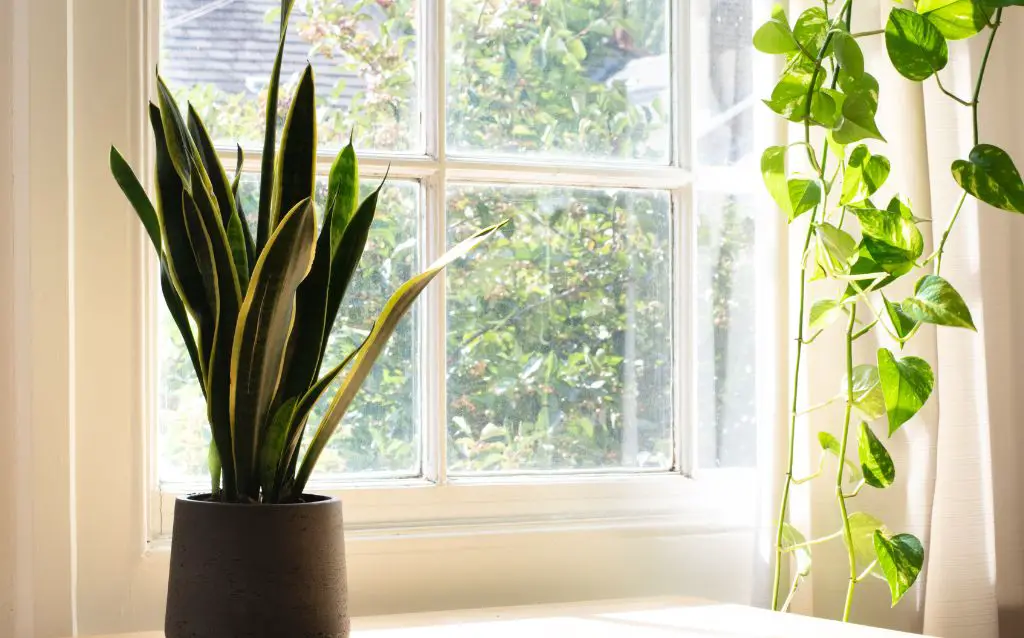 Snake Plant in pot by a window