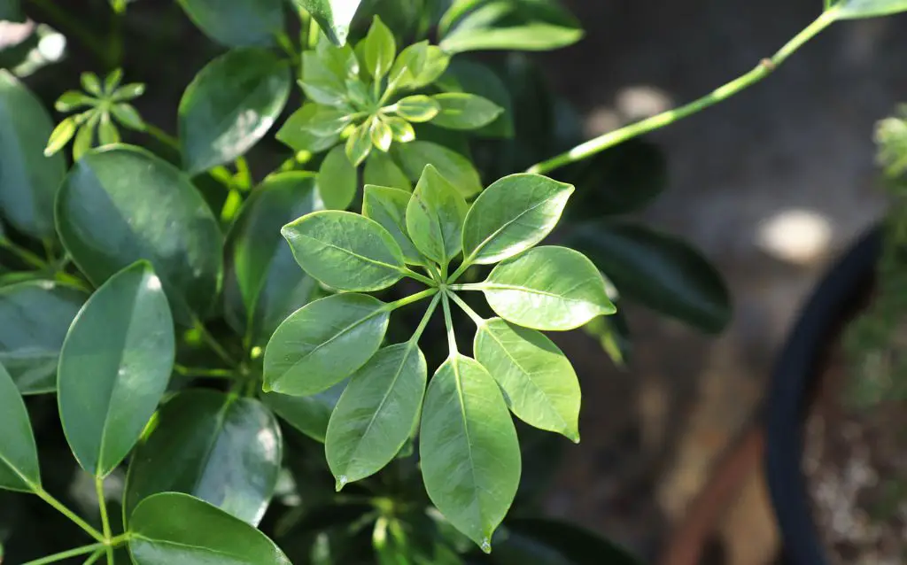close up of leaves of the umbrella tree