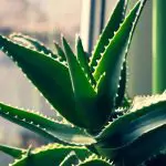 aloe vera african house plant - featured image