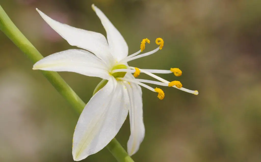 single white anthericum flower