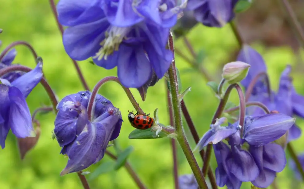 ladybird on purple aquilegia flowers